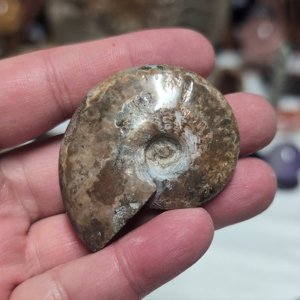 Fossilized Ammonite Shell - Picture 2 of 2